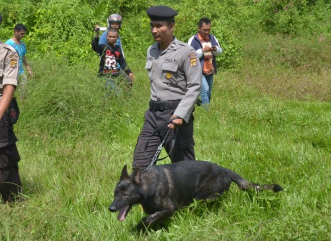 Salah satu anjing pelacak milik Polda Jambi diturunkan saat penggrebekan gembang rampok di eks bioskop Sumatera beberapa waktu lalu